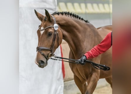 Österreichisches Warmblut, Stute, 3 Jahre, 165 cm, Brauner