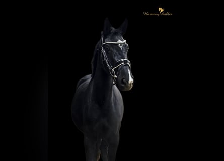 Österreichisches Warmblut, Stute, 3 Jahre, 165 cm, Rappe