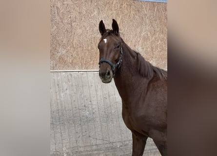 Österreichisches Warmblut Mix, Stute, 3 Jahre, 168 cm, Fuchs