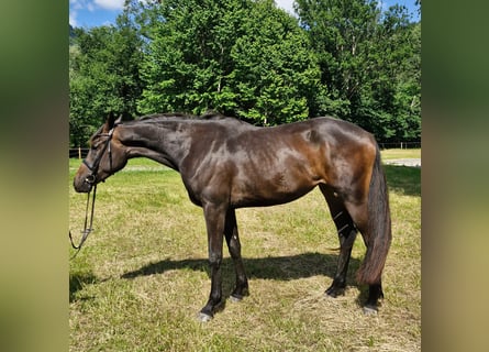 Österreichisches Warmblut, Stute, 3 Jahre, 170 cm, Dunkelbrauner
