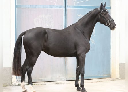 Österreichisches Warmblut, Stute, 3 Jahre, 172 cm, Rappe