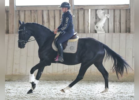 Österreichisches Warmblut, Stute, 3 Jahre, 172 cm, Rappe