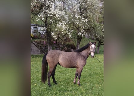 Österreichisches Warmblut, Stute, 4 Jahre, 161 cm, Rotschimmel