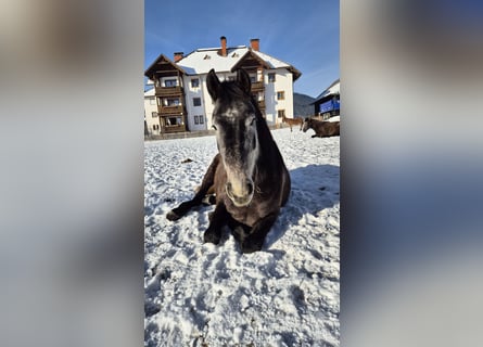 Österreichisches Warmblut, Stute, 4 Jahre, 165 cm, Apfelschimmel