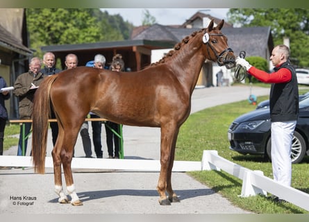 Österreichisches Warmblut, Stute, 4 Jahre, 165 cm, Dunkelfuchs