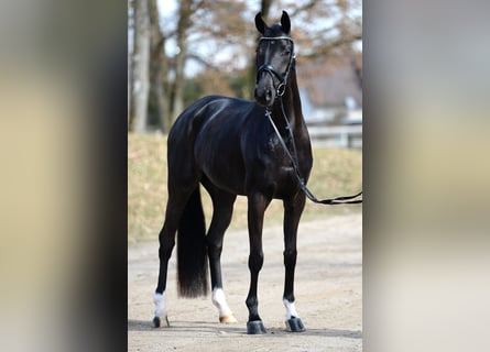 Österreichisches Warmblut, Stute, 4 Jahre, 167 cm, Rappe