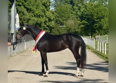 Österreichisches Warmblut, Stute, 4 Jahre, 169 cm, Schwarzbrauner