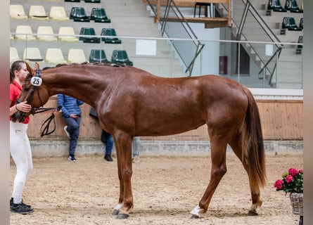 Österreichisches Warmblut, Stute, 4 Jahre, 170 cm, Dunkelfuchs