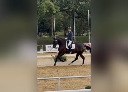Österreichisches Warmblut, Stute, 4 Jahre, 173 cm, Rappe