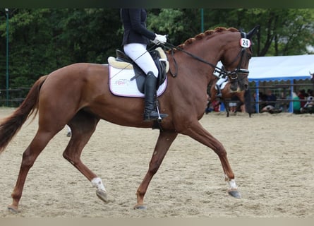 Österreichisches Warmblut, Stute, 4 Jahre, 174 cm, Dunkelfuchs