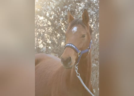 Österreichisches Warmblut, Stute, 5 Jahre, 155 cm, Brauner