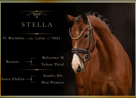 Österreichisches Warmblut, Stute, 5 Jahre, 165 cm, Brauner