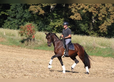 Österreichisches Warmblut, Stute, 5 Jahre, 165 cm, Brauner