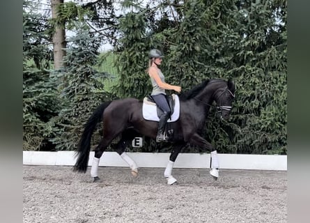 Österreichisches Warmblut, Stute, 5 Jahre, 167 cm, Rappe