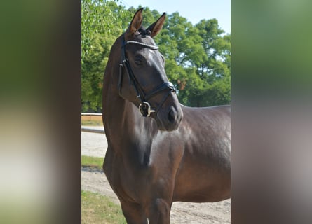 Österreichisches Warmblut, Stute, 5 Jahre, 169 cm, Rappe