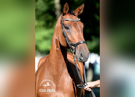Österreichisches Warmblut, Stute, 5 Jahre, 170 cm, Brauner