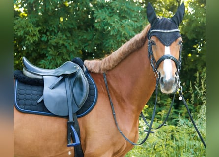 Österreichisches Warmblut, Stute, 6 Jahre, 162 cm, Fuchs