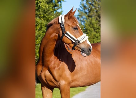 Österreichisches Warmblut, Stute, 6 Jahre, 162 cm, Fuchs