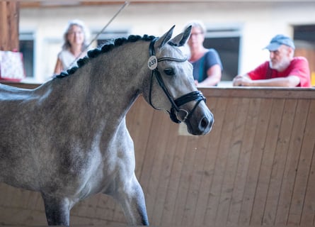 Österreichisches Warmblut, Stute, 6 Jahre, 168 cm, Apfelschimmel