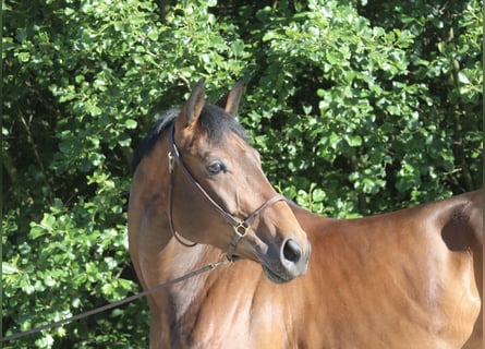 Österreichisches Warmblut, Stute, 6 Jahre, 168 cm, Brauner