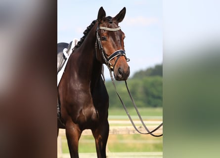 Österreichisches Warmblut, Stute, 6 Jahre, 172 cm, Dunkelbrauner