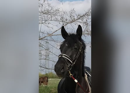 Österreichisches Warmblut, Stute, 6 Jahre, 175 cm, Rappe