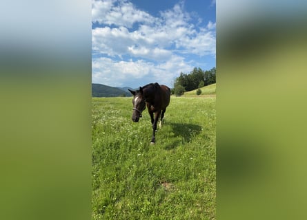 Österreichisches Warmblut, Stute, 6 Jahre, 176 cm, Dunkelbrauner