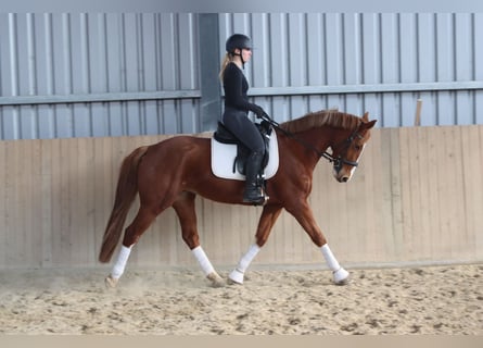 Österreichisches Warmblut, Stute, 7 Jahre, 162 cm, Fuchs