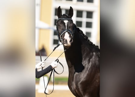 Österreichisches Warmblut, Stute, 7 Jahre, 165 cm, Brauner
