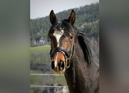 Österreichisches Warmblut, Stute, 7 Jahre, 168 cm, Brauner