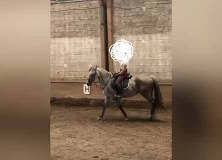 Österreichisches Warmblut, Stute, 9 Jahre, 147 cm, Apfelschimmel