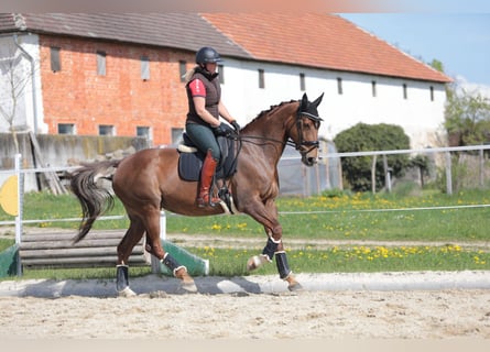 Österreichisches Warmblut, Stute, 9 Jahre, 170 cm, Brauner