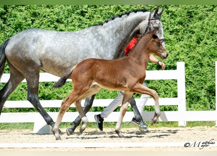 Österreichisches Warmblut, Stute, Fohlen (05/2025), 168 cm, Kann Schimmel werden