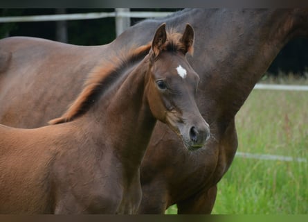 Österreichisches Warmblut, Stute, , 170 cm, Dunkelfuchs