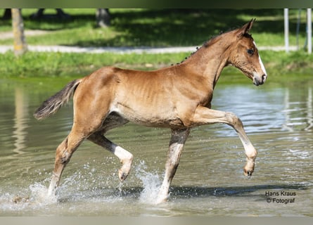 Österreichisches Warmblut, Stute, Fohlen (04/2024), Brauner