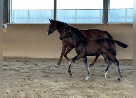 Österreichisches Warmblut, Stute, Fohlen (05/2025), Dunkelbrauner