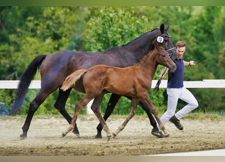 Österreichisches Warmblut, Stute, Fohlen (05/2025), Dunkelfuchs