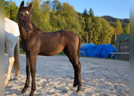 Österreichisches Warmblut, Stute, Fohlen (06/2026), Kann Schimmel werden
