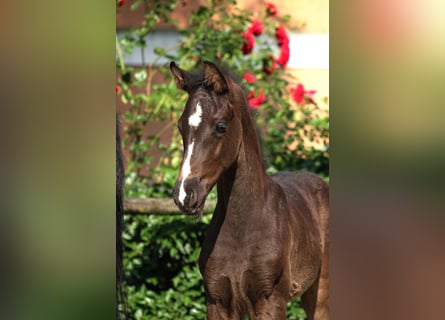 Österreichisches Warmblut, Stute, , Rappe