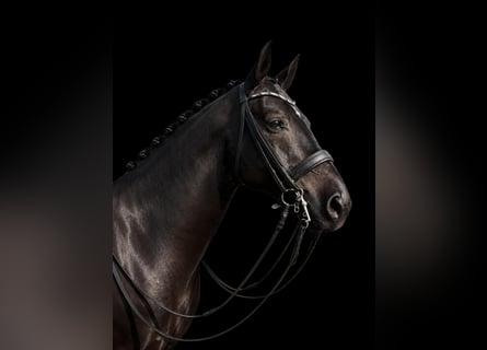 Österreichisches Warmblut, Wallach, 12 Jahre, 169 cm, Dunkelbrauner