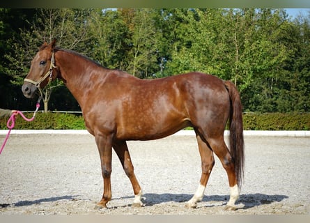 Österreichisches Warmblut, Wallach, 13 Jahre, 171 cm, Dunkelfuchs