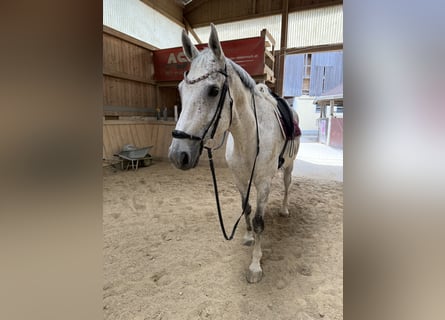Österreichisches Warmblut, Wallach, 16 Jahre, 174 cm, Schimmel