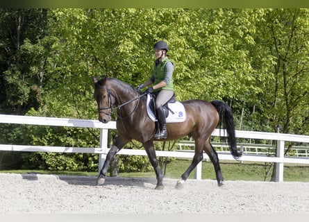 Österreichisches Warmblut, Wallach, 17 Jahre, 160 cm, Dunkelbrauner