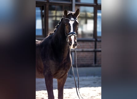 Österreichisches Warmblut, Wallach, 17 Jahre, 173 cm, Dunkelbrauner