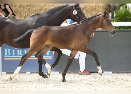 Österreichisches Warmblut, Wallach, 1 Jahr, Brauner