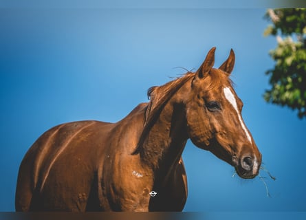 Österreichisches Warmblut, Wallach, 20 Jahre, 160 cm, Fuchs