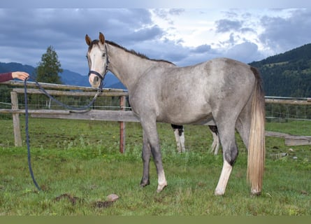 Österreichisches Warmblut, Wallach, 2 Jahre, Schimmel