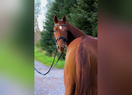 Österreichisches Warmblut, Wallach, 3 Jahre, 160 cm, Fuchs