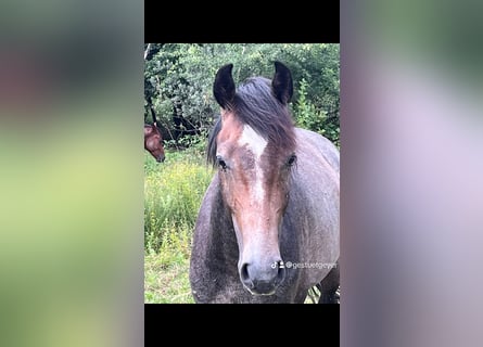 Österreichisches Warmblut, Wallach, 3 Jahre, 166 cm, Schimmel