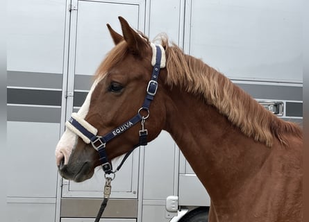 Österreichisches Warmblut, Wallach, 3 Jahre, 168 cm, Fuchs